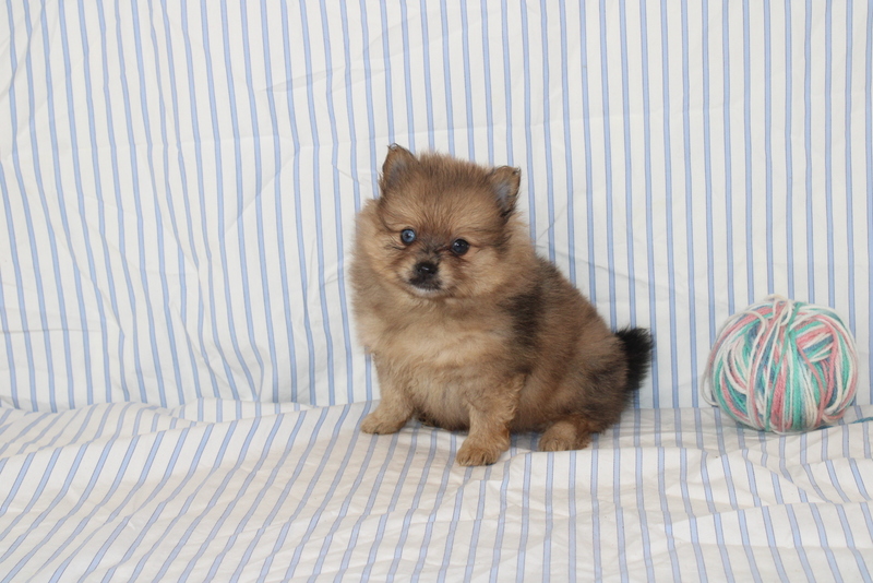 puppy, for, sale, Pomeranian, Matthew B. Stoltzfus, dog, breeder, Gap, PA, dog-breeder, puppy-for-sale, forsale, nearby, find, puppyfind, locator, puppylocator, aca